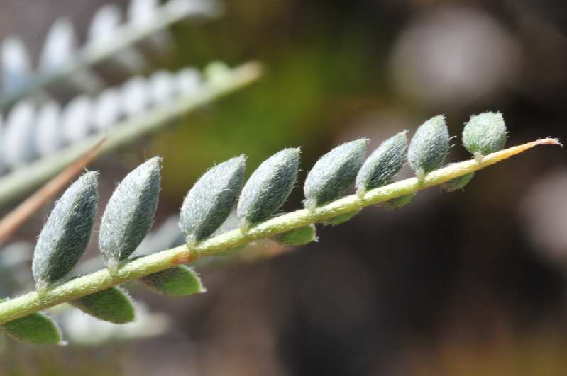 Astragalus terraccianoi / Astragalo di Terracciano